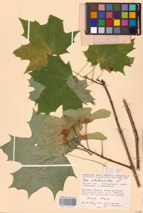 Acer platanoides L., Eastern Europe, Central forest-and-steppe region (E6) (Russia)