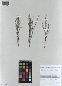 Polygala tenuifolia Willd., Siberia, Altai & Sayany Mountains (S2) (Russia)