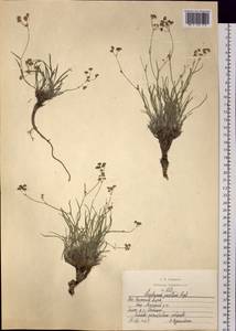 Bupleurum pusillum Krylov, Siberia, Altai & Sayany Mountains (S2) (Russia)