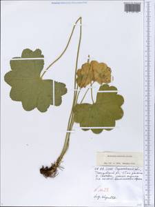 Alchemilla nemoralis Alechin, Eastern Europe, Lower Volga region (E9) (Russia)