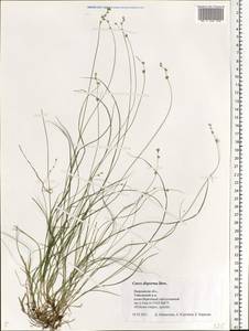 Carex disperma Dewey, Eastern Europe, Central forest region (E5) (Russia)