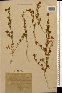 Trifolium arvense L., Caucasus, Black Sea Shore (from Novorossiysk to Adler) (K3) (Russia)
