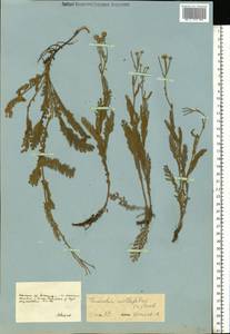 Tanacetum millefolium (L.) Tzvelev, Eastern Europe, South Ukrainian region (E12) (Ukraine)