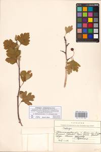 Crataegus ×subsphaericea Gand., Eastern Europe, Lower Volga region (E9) (Russia)