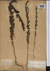 Suaeda linifolia Pall., Middle Asia, Dzungarian Alatau & Tarbagatai (M5) (Kazakhstan)