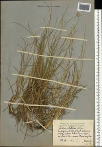 Sesleria coerulans Friv., Eastern Europe, West Ukrainian region (E13) (Ukraine)