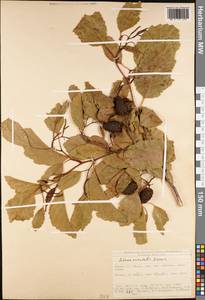 Alnus orientalis Decne., South Asia, South Asia (Asia outside ex-Soviet states and Mongolia) (ASIA) (Turkey)