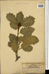 Quercus iberica × macranthera, Caucasus, Armenia (K5) (Armenia)