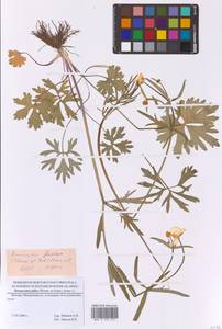 Ranunculus fallax (Wimm. & Grab.) Sloboda, Eastern Europe, Moscow region (E4a) (Russia)