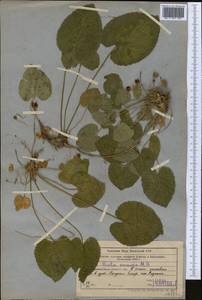 Viola suavis M. Bieb., Middle Asia, Western Tian Shan & Karatau (M3) (Uzbekistan)