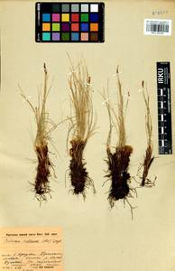 Carex myosuroides Vill., Siberia, Baikal & Transbaikal region (S4) (Russia)