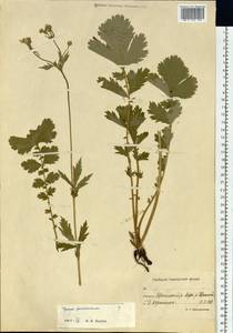 Geum macrophyllum var. perincisum (Rydb.) Raup, Siberia, Chukotka & Kamchatka (S7) (Russia)