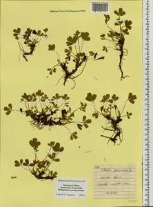 Sibbaldia procumbens L., Siberia, Western Siberia (S1) (Russia)