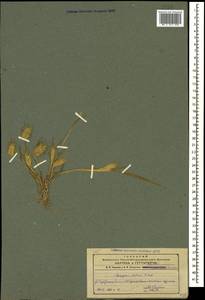 Eremopyrum distans (K.Koch) Nevski, Caucasus, Azerbaijan (K6) (Azerbaijan)