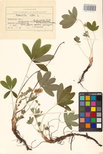 Potentilla alba L., Eastern Europe, Central forest-and-steppe region (E6) (Russia)