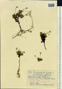 Micranthes merkii subsp. merkii, Siberia, Chukotka & Kamchatka (S7) (Russia)