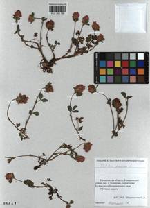 KUZ 000 766, Trifolium pratense L., Siberia, Altai & Sayany Mountains (S2) (Russia)