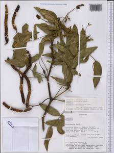 Prosopis ruscifolia Griseb., America (AMER) (Paraguay)