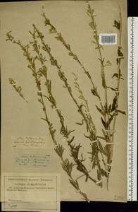 Silene tatarica (L.) Pers., Eastern Europe, Lower Volga region (E9) (Russia)