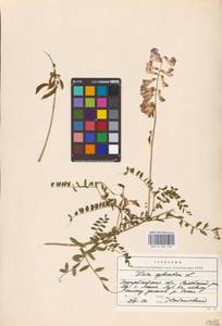 Vicia sylvatica L., Eastern Europe, West Ukrainian region (E13) (Ukraine)