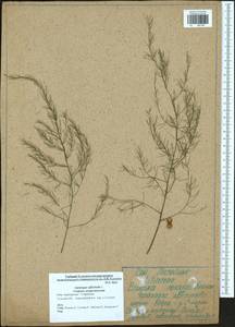 Asparagus officinalis L., Eastern Europe, Central region (E4) (Russia)