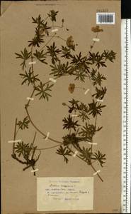 Geranium sanguineum L., Eastern Europe, Belarus (E3a) (Belarus)