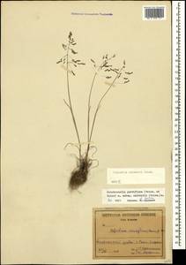 Colpodium humile (M.Bieb.) Griseb., Caucasus, Armenia (K5) (Armenia)