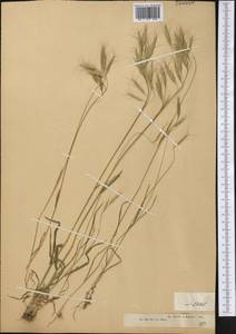 Bromus oxyodon Schrenk, Middle Asia, Dzungarian Alatau & Tarbagatai (M5) (Kazakhstan)