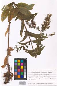 MHA 0 159 687, Scrophularia umbrosa Dumort., Eastern Europe, Central forest-and-steppe region (E6) (Russia)