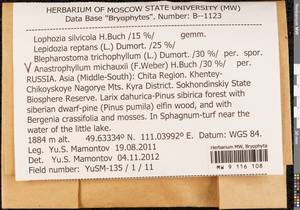 Anastrophyllum michauxii (F. Weber) H. Buch, Bryophytes, Bryophytes - Baikal & Transbaikal regions (B18) (Russia)