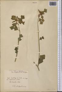 Euphorbiaceae, America (AMER) (Cuba)