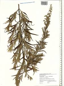 Artemisia dubia Wall. ex Besser, Eastern Europe, Moscow region (E4a) (Russia)