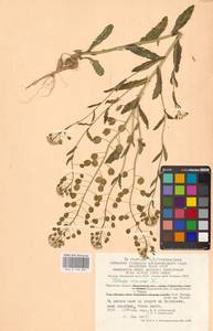 Thlaspi arvense L., Eastern Europe, Central region (E4) (Russia)