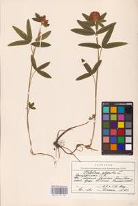 Trifolium alpestre L., Eastern Europe, Belarus (E3a) (Belarus)