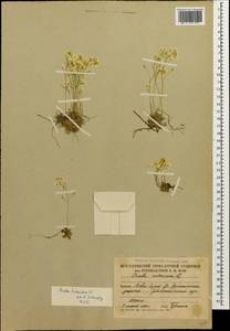 Draba hispida Willd., Caucasus, South Ossetia (K4b) (South Ossetia)