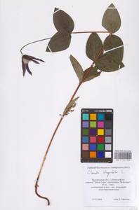 Clematis integrifolia L., Eastern Europe (no precise locality) (E0)