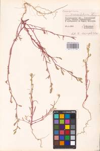 Corispermum hyssopifolium L., Eastern Europe, Lower Volga region (E9) (Russia)