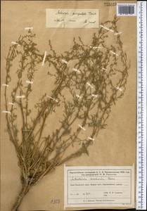 Artemisia quinqueloba Trautv., Middle Asia, Muyunkumy, Balkhash & Betpak-Dala (M9) (Kazakhstan)