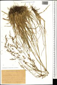 Deschampsia cespitosa (L.) P.Beauv., Caucasus, Krasnodar Krai & Adygea (K1a) (Russia)