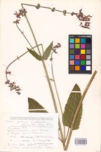 MHA 0 156 320, Salvia pratensis L., Eastern Europe, Lithuania (E2a) (Lithuania)