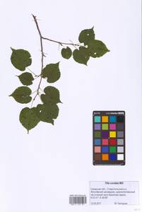 Tilia cordata Mill., Eastern Europe, Middle Volga region (E8) (Russia)