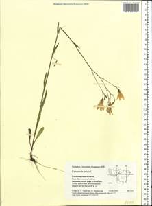Campanula patula L., Eastern Europe, Central region (E4) (Russia)