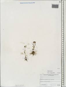 Lythrum portula (L.) D. A. Webb, Eastern Europe, Central forest region (E5) (Russia)