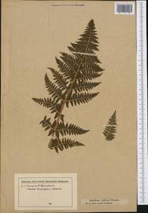Dryopteris villarii (Bell) Woyn. ex Schinz & Thell., Western Europe (EUR) (Austria)