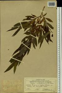 Salix sachalinensis F. Schmidt, Siberia, Chukotka & Kamchatka (S7) (Russia)