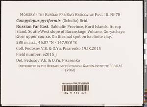 Campylopus pyriformis (Schultz) Brid., Bryophytes, Bryophytes - Russian Far East (excl. Chukotka & Kamchatka) (B20) (Russia)