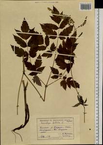 Actaea cimicifuga L., Siberia, Altai & Sayany Mountains (S2) (Russia)