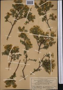 Spiraea trilobata L., Middle Asia, Western Tian Shan & Karatau (M3) (Kazakhstan)