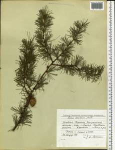 Larix decidua Mill., Eastern Europe, West Ukrainian region (E13) (Ukraine)