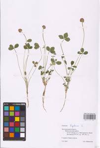 Trifolium fragiferum L., Eastern Europe, Central forest-and-steppe region (E6) (Russia)